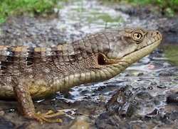 alligator lizard